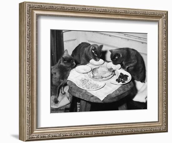 Cats' Celebratory Feast-null-Framed Photographic Print