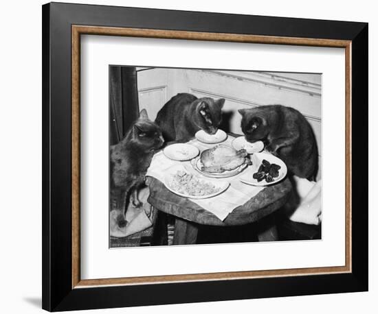 Cats' Celebratory Feast-null-Framed Photographic Print