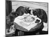 Cats' Celebratory Feast-null-Mounted Photographic Print