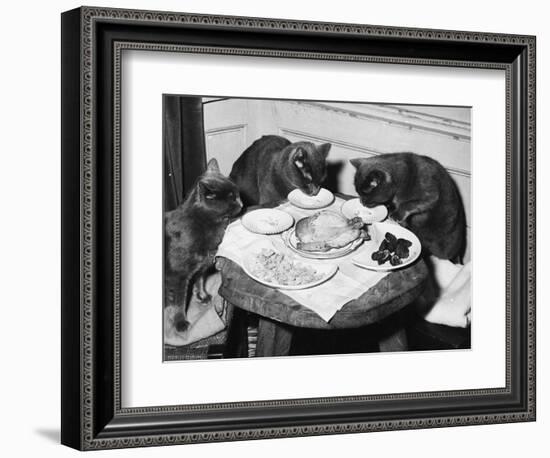 Cats' Celebratory Feast-null-Framed Photographic Print