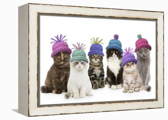 Cats, Group Wearing Woolly Hat-null-Framed Premier Image Canvas