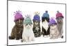 Cats, Group Wearing Woolly Hat-null-Mounted Photographic Print