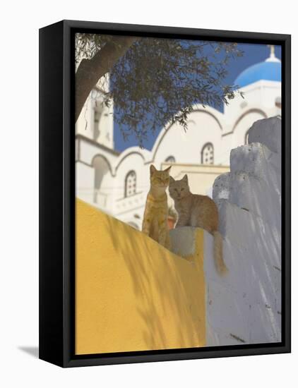 Cats in Akrotiri, Santorini, Cyclades, Greek Islands, Greece, Europe-Papadopoulos Sakis-Framed Premier Image Canvas