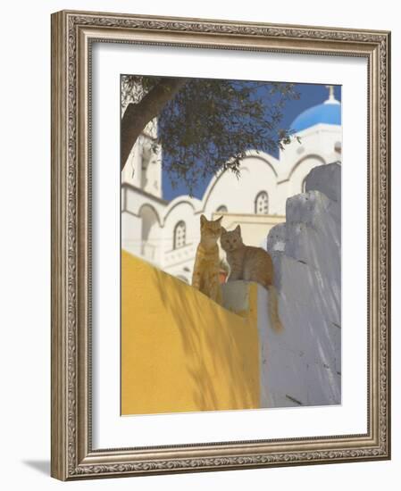 Cats in Akrotiri, Santorini, Cyclades, Greek Islands, Greece, Europe-Papadopoulos Sakis-Framed Photographic Print