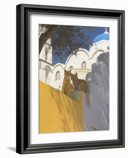 Cats in Akrotiri, Santorini, Cyclades, Greek Islands, Greece, Europe-Papadopoulos Sakis-Framed Photographic Print