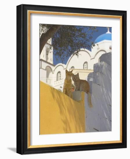 Cats in Akrotiri, Santorini, Cyclades, Greek Islands, Greece, Europe-Papadopoulos Sakis-Framed Photographic Print