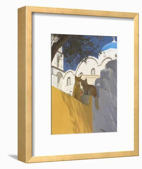 Cats in Akrotiri, Santorini, Cyclades, Greek Islands, Greece, Europe-Papadopoulos Sakis-Framed Photographic Print