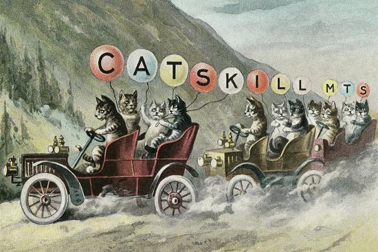 Image result for Cats in cars