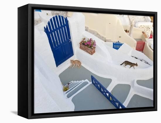 Cats, Oia, Santorini, Cyclades Islands, Greece-Peter Adams-Framed Premier Image Canvas