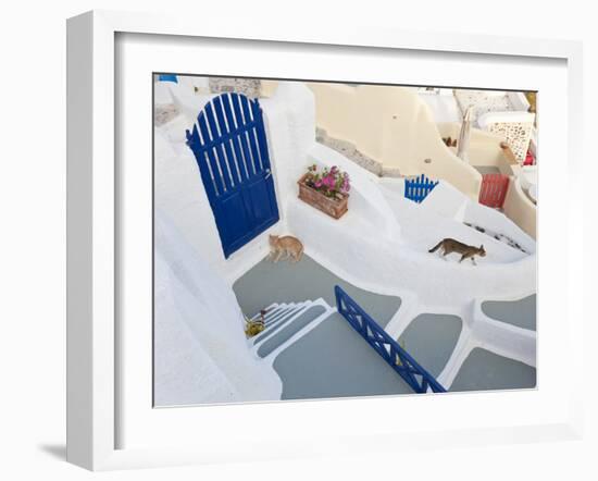 Cats, Oia, Santorini, Cyclades Islands, Greece-Peter Adams-Framed Photographic Print