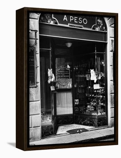 Cats Perching Outside Entrance to Perfume Shop-Alfred Eisenstaedt-Framed Premier Image Canvas