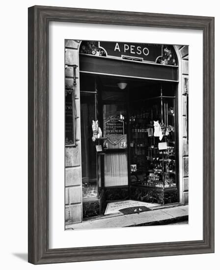 Cats Perching Outside Entrance to Perfume Shop-Alfred Eisenstaedt-Framed Photographic Print