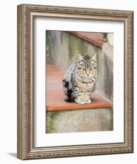 Cats roaming the cave dwelling town of Matera.-Julie Eggers-Framed Photographic Print