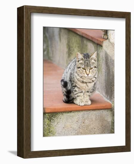 Cats roaming the cave dwelling town of Matera.-Julie Eggers-Framed Photographic Print