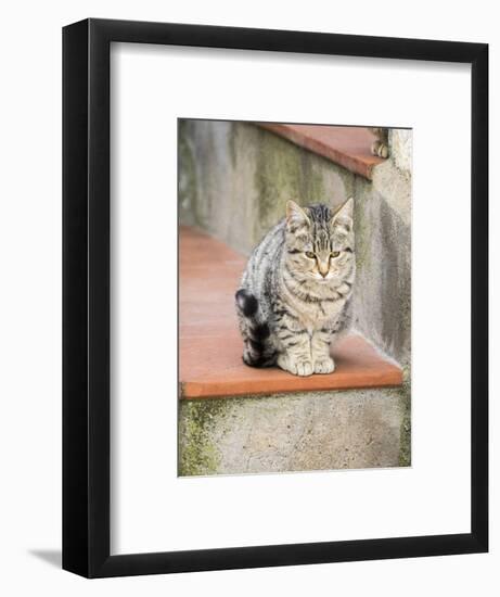 Cats roaming the cave dwelling town of Matera.-Julie Eggers-Framed Photographic Print