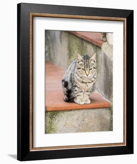 Cats roaming the cave dwelling town of Matera.-Julie Eggers-Framed Photographic Print