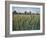 Cattail Marsh I-Tim O'Toole-Framed Art Print