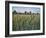 Cattail Marsh I-Tim O'Toole-Framed Art Print