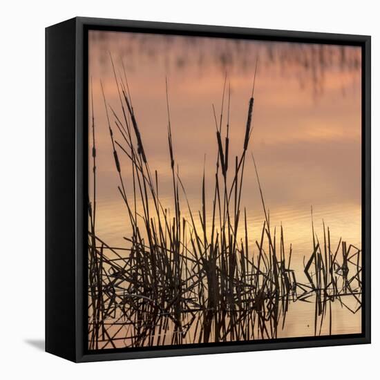 Cattails at sunrise, Bosque del Apache National Wildlife Refuge, New Mexico-Maresa Pryor-Framed Premier Image Canvas