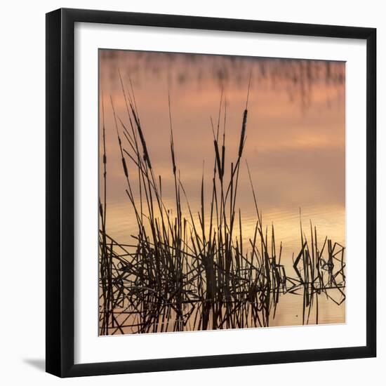 Cattails at sunrise, Bosque del Apache National Wildlife Refuge, New Mexico-Maresa Pryor-Framed Photographic Print