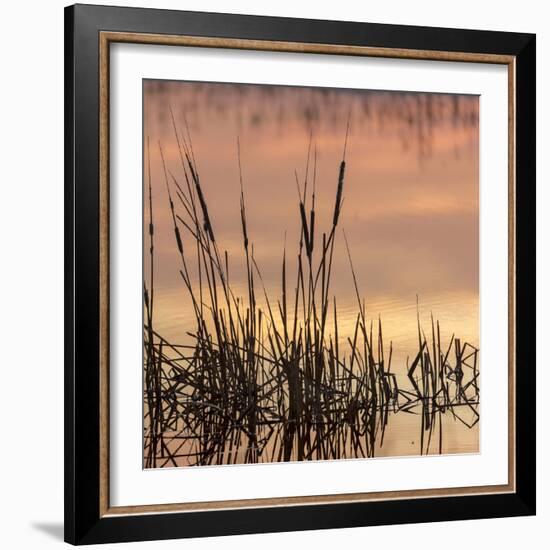 Cattails at sunrise, Bosque del Apache National Wildlife Refuge, New Mexico-Maresa Pryor-Framed Photographic Print