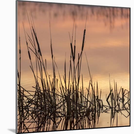 Cattails at sunrise, Bosque del Apache National Wildlife Refuge, New Mexico-Maresa Pryor-Mounted Photographic Print