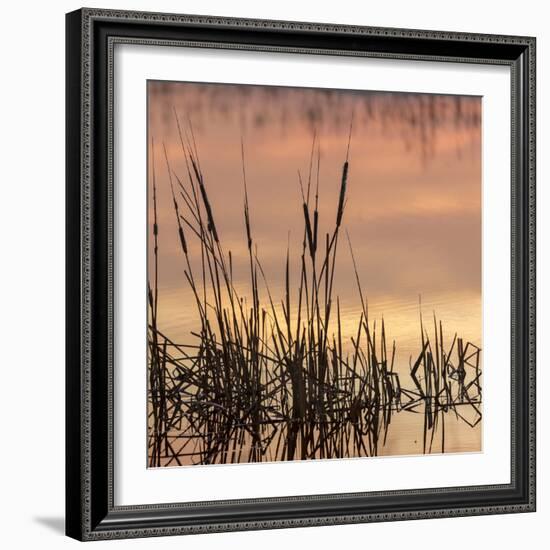 Cattails at sunrise, Bosque del Apache National Wildlife Refuge, New Mexico-Maresa Pryor-Framed Photographic Print