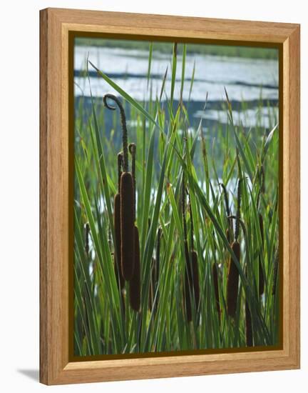 Cattails in Pond, Stockbridge, Berkshires, Massachusetts, USA-Lisa S. Engelbrecht-Framed Premier Image Canvas