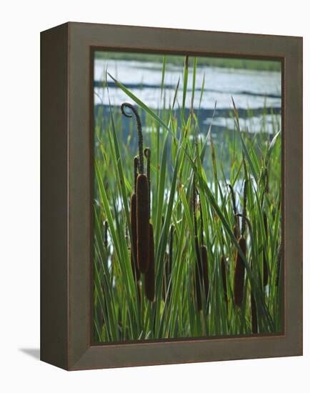 Cattails in Pond, Stockbridge, Berkshires, Massachusetts, USA-Lisa S. Engelbrecht-Framed Premier Image Canvas