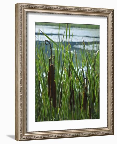 Cattails in Pond, Stockbridge, Berkshires, Massachusetts, USA-Lisa S. Engelbrecht-Framed Photographic Print