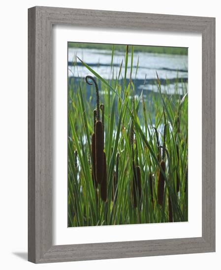 Cattails in Pond, Stockbridge, Berkshires, Massachusetts, USA-Lisa S. Engelbrecht-Framed Photographic Print