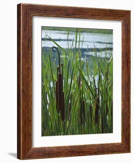 Cattails in Pond, Stockbridge, Berkshires, Massachusetts, USA-Lisa S. Engelbrecht-Framed Photographic Print