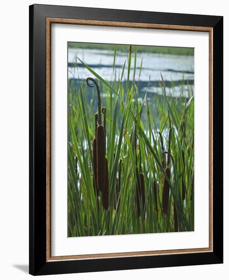 Cattails in Pond, Stockbridge, Berkshires, Massachusetts, USA-Lisa S. Engelbrecht-Framed Photographic Print