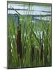 Cattails in Pond, Stockbridge, Berkshires, Massachusetts, USA-Lisa S. Engelbrecht-Mounted Photographic Print