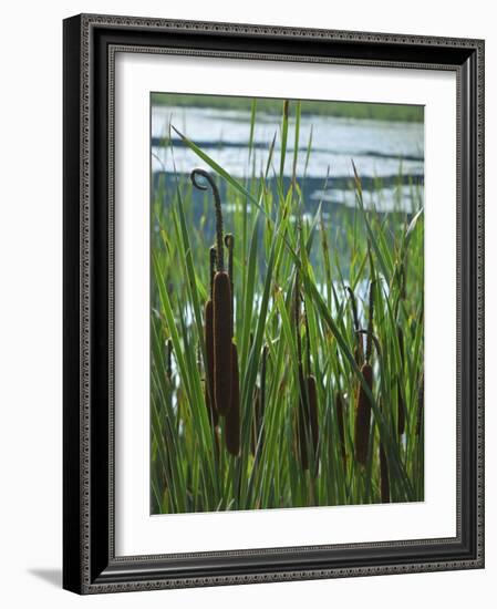 Cattails in Pond, Stockbridge, Berkshires, Massachusetts, USA-Lisa S. Engelbrecht-Framed Photographic Print