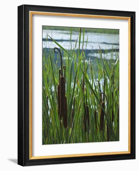 Cattails in Pond, Stockbridge, Berkshires, Massachusetts, USA-Lisa S. Engelbrecht-Framed Photographic Print