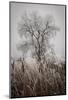 Cattails Teasel and Tree-David Lorenz Winston-Mounted Art Print