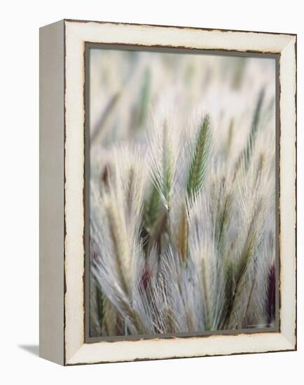 Cattails-John Luke-Framed Premier Image Canvas