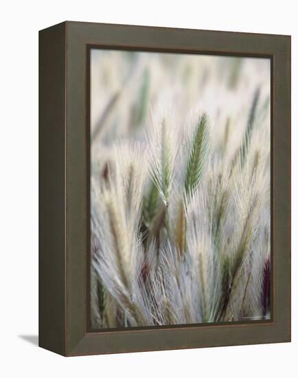 Cattails-John Luke-Framed Premier Image Canvas