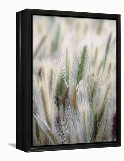 Cattails-John Luke-Framed Premier Image Canvas