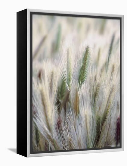 Cattails-John Luke-Framed Premier Image Canvas