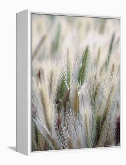 Cattails-John Luke-Framed Premier Image Canvas