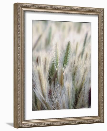 Cattails-John Luke-Framed Photographic Print