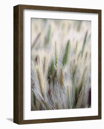 Cattails-John Luke-Framed Photographic Print