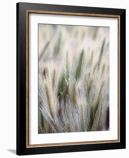 Cattails-John Luke-Framed Photographic Print