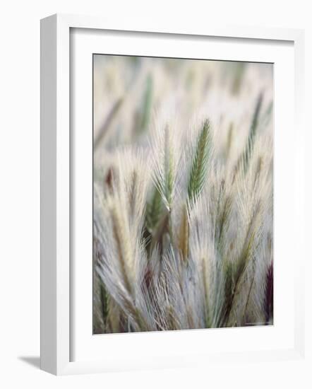 Cattails-John Luke-Framed Photographic Print