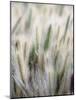 Cattails-John Luke-Mounted Photographic Print