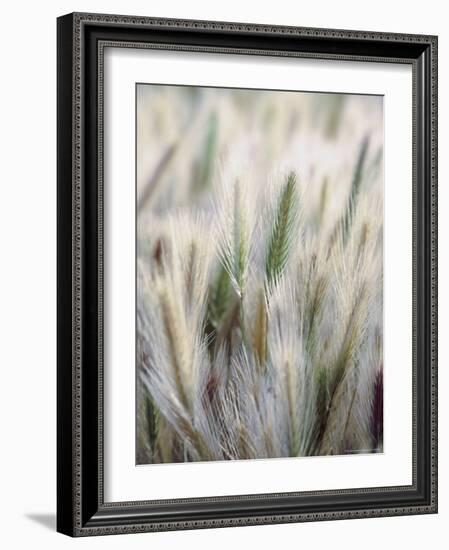 Cattails-John Luke-Framed Photographic Print