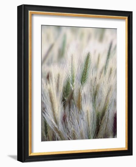 Cattails-John Luke-Framed Photographic Print