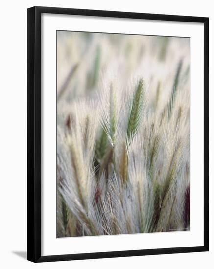 Cattails-John Luke-Framed Photographic Print